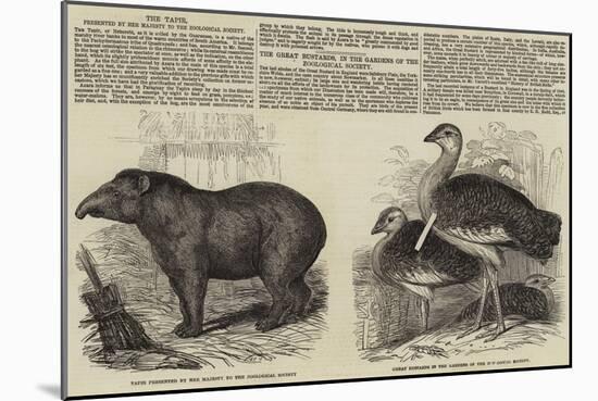 The Zoological Society, London-null-Mounted Giclee Print