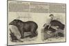 The Zoological Society, London-null-Mounted Giclee Print