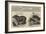 The Zoological Society, London-null-Framed Giclee Print