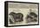 The Zoological Society, London-null-Framed Premier Image Canvas