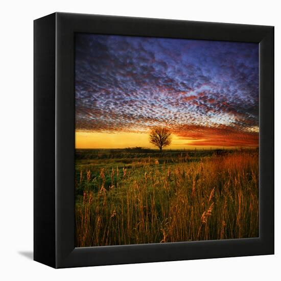 Thee Lone Tree-Adrian Campfield-Framed Premier Image Canvas