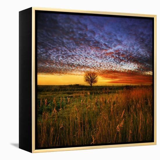 Thee Lone Tree-Adrian Campfield-Framed Premier Image Canvas