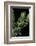 Theloderma Corticale (Tonkin Bug-Eyed Frog, Mossy Frog)-Paul Starosta-Framed Photographic Print