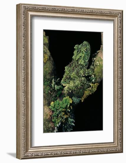 Theloderma Corticale (Tonkin Bug-Eyed Frog, Mossy Frog)-Paul Starosta-Framed Photographic Print