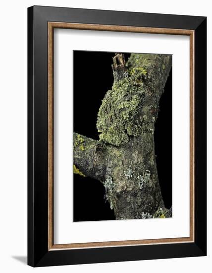 Theloderma Corticale (Tonkin Bug-Eyed Frog, Mossy Frog)-Paul Starosta-Framed Photographic Print