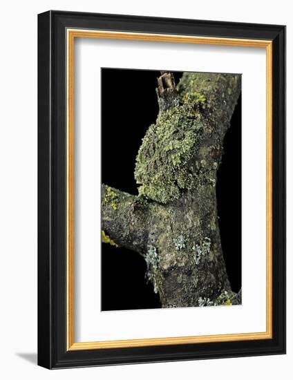 Theloderma Corticale (Tonkin Bug-Eyed Frog, Mossy Frog)-Paul Starosta-Framed Photographic Print