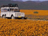 4X4 in Meadow of Daisies, South Africa-Theo Allofs-Photographic Print