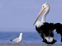 Australian Pelican and Gull on Beach, Shark Bay Marine Park, Australia-Theo Allofs-Photographic Print