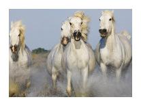 Camargue horses running-Theo Allofs-Stretched Canvas