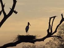 Caiman in Lagoon at Sunset, Pantanal, Brazil-Theo Allofs-Framed Photographic Print