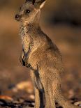 Red Kangaroos Joey, New South Wales, Australia-Theo Allofs-Photographic Print