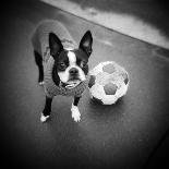 Boston Terrier with Soccer Ball-Theo Westenberger-Photographic Print