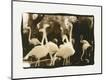 Photographic Print