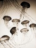 Jellyfish in Motion 3-Theo Westenberger-Art Print