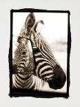 Giraffe and Friends Falcon Ridge Texas-Theo Westenberger-Framed Photographic Print
