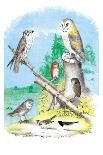 Hoot of Owls-Theodore Jasper-Art Print
