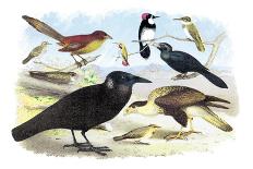Caracara Eagle, Crow, and Kingfisher-Theodore Jasper-Art Print