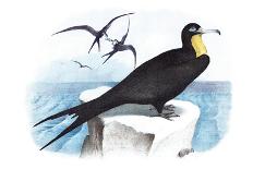 Swallow-Tailed Kite and Marsh Hawk-Theodore Jasper-Art Print