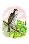Caracara Eagle, Crow, and Kingfisher-Theodore Jasper-Art Print