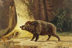 Study of a Fierce Boar in the Forest-Theodore Kiellerup-Framed Premier Image Canvas
