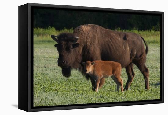 Theodore Roosevelt National Park, American Bison and Calf-Judith Zimmerman-Framed Premier Image Canvas