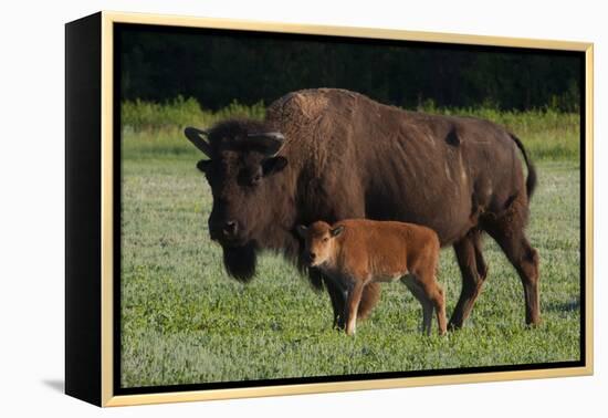 Theodore Roosevelt National Park, American Bison and Calf-Judith Zimmerman-Framed Premier Image Canvas