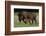 Theodore Roosevelt National Park, American Bison and Calf-Judith Zimmerman-Framed Photographic Print