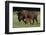 Theodore Roosevelt National Park, American Bison and Calf-Judith Zimmerman-Framed Photographic Print