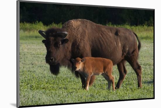 Theodore Roosevelt National Park, American Bison and Calf-Judith Zimmerman-Mounted Photographic Print