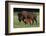 Theodore Roosevelt National Park, American Bison and Calf-Judith Zimmerman-Framed Photographic Print