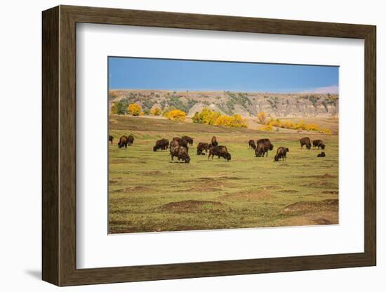 Theodore Roosevelt National Park, North Dakota, USA. American Bison calves.-Jolly Sienda-Framed Photographic Print