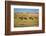 Theodore Roosevelt National Park, North Dakota, USA. American Bison calves.-Jolly Sienda-Framed Photographic Print