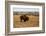 Theodore Roosevelt National Park, North Dakota, USA. Badlands bison.-Jolly Sienda-Framed Photographic Print