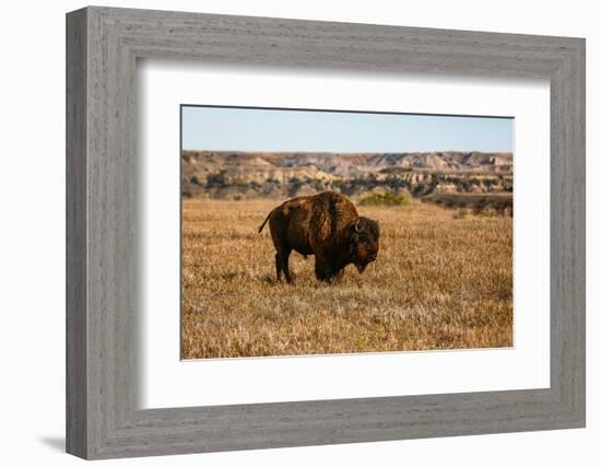 Theodore Roosevelt National Park, North Dakota, USA. Badlands bison.-Jolly Sienda-Framed Photographic Print