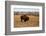 Theodore Roosevelt National Park, North Dakota, USA. Badlands bison.-Jolly Sienda-Framed Photographic Print