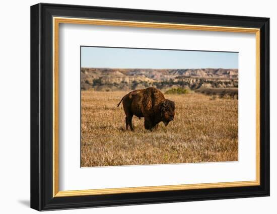 Theodore Roosevelt National Park, North Dakota, USA. Badlands bison.-Jolly Sienda-Framed Photographic Print