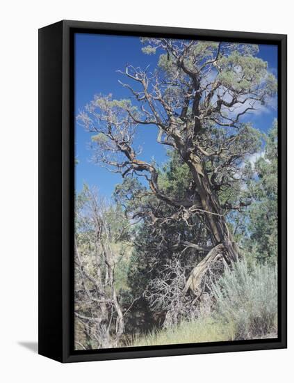 Theodore Roosevelt National Park-Gordon Semmens-Framed Premier Image Canvas