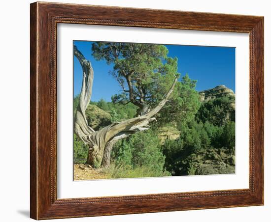 Theodore Roosevelt National Park-Gordon Semmens-Framed Photographic Print