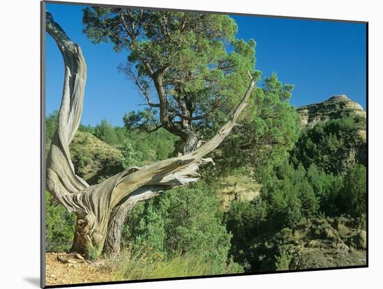 Theodore Roosevelt National Park-Gordon Semmens-Mounted Photographic Print