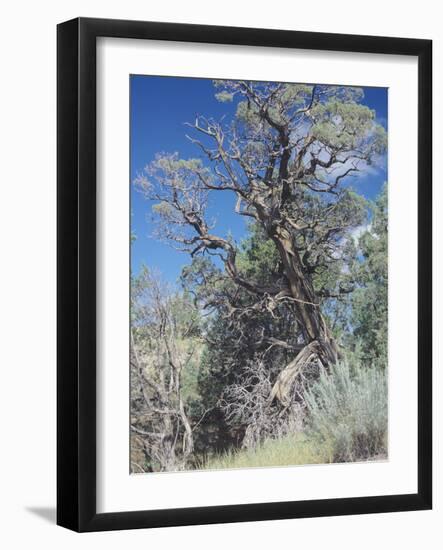 Theodore Roosevelt National Park-Gordon Semmens-Framed Photographic Print