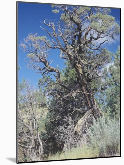 Theodore Roosevelt National Park-Gordon Semmens-Mounted Photographic Print