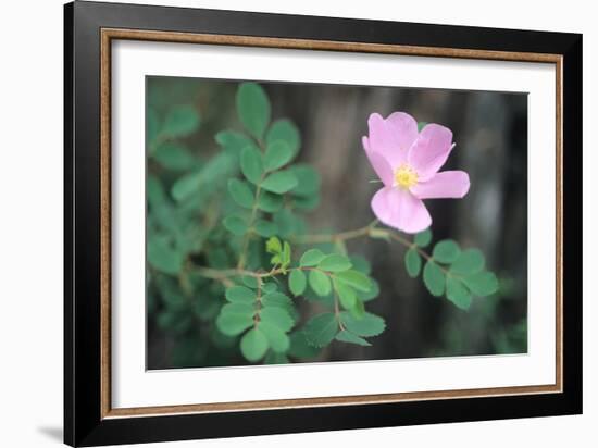 Theodore Roosevelt National Park-Gordon Semmens-Framed Photographic Print