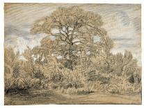 Study of an Oak Tree, C.1862 (Black & White Chalk on Laid Paper)-Theodore Rousseau-Giclee Print