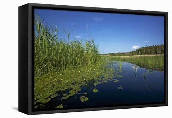 Therbrenner See Lake with Rushes and Reet, a Beach Lake on the Western Beach of Darss Peninsul-Uwe Steffens-Framed Premier Image Canvas