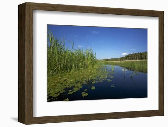 Therbrenner See Lake with Rushes and Reet, a Beach Lake on the Western Beach of Darss Peninsul-Uwe Steffens-Framed Photographic Print