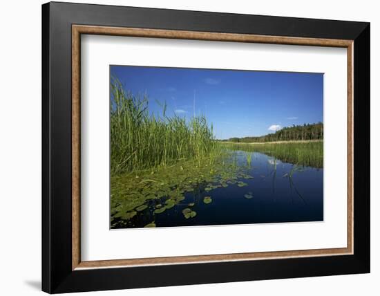 Therbrenner See Lake with Rushes and Reet, a Beach Lake on the Western Beach of Darss Peninsul-Uwe Steffens-Framed Photographic Print