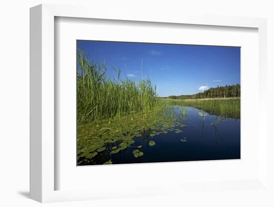 Therbrenner See Lake with Rushes and Reet, a Beach Lake on the Western Beach of Darss Peninsul-Uwe Steffens-Framed Photographic Print