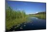 Therbrenner See Lake with Rushes and Reet, a Beach Lake on the Western Beach of Darss Peninsul-Uwe Steffens-Mounted Photographic Print