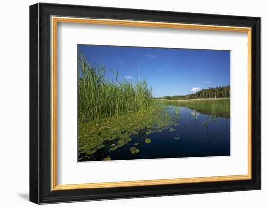 Therbrenner See Lake with Rushes and Reet, a Beach Lake on the Western Beach of Darss Peninsul-Uwe Steffens-Framed Photographic Print