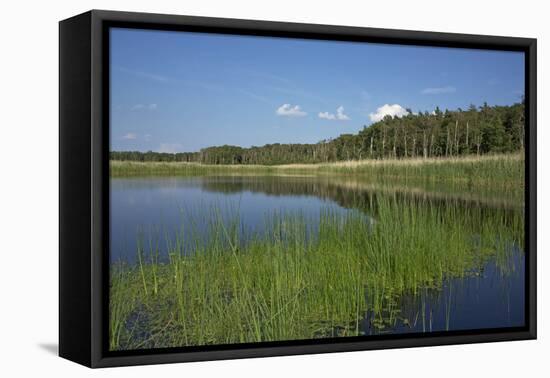 Therbrenner See Lake with Rushes and Reet, a Beach Lake on the Western Beach of Darss Peninsula-Uwe Steffens-Framed Premier Image Canvas